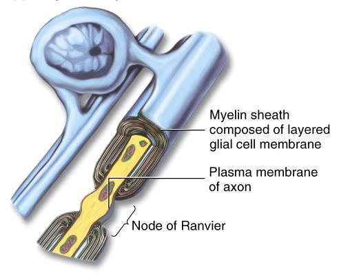sejt sok közeli axon egyes szakaszait borítja mielin citoplazma