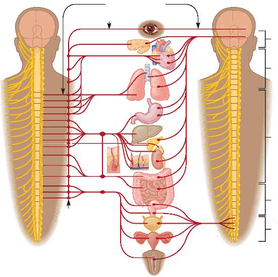 A vegetatív idegrendszer szerveződése szimpatikus rendszer paraszimpatikus rendszer preganglionáris rostok postganglionáris rostok vágusz ideg agyideg (12 pár)