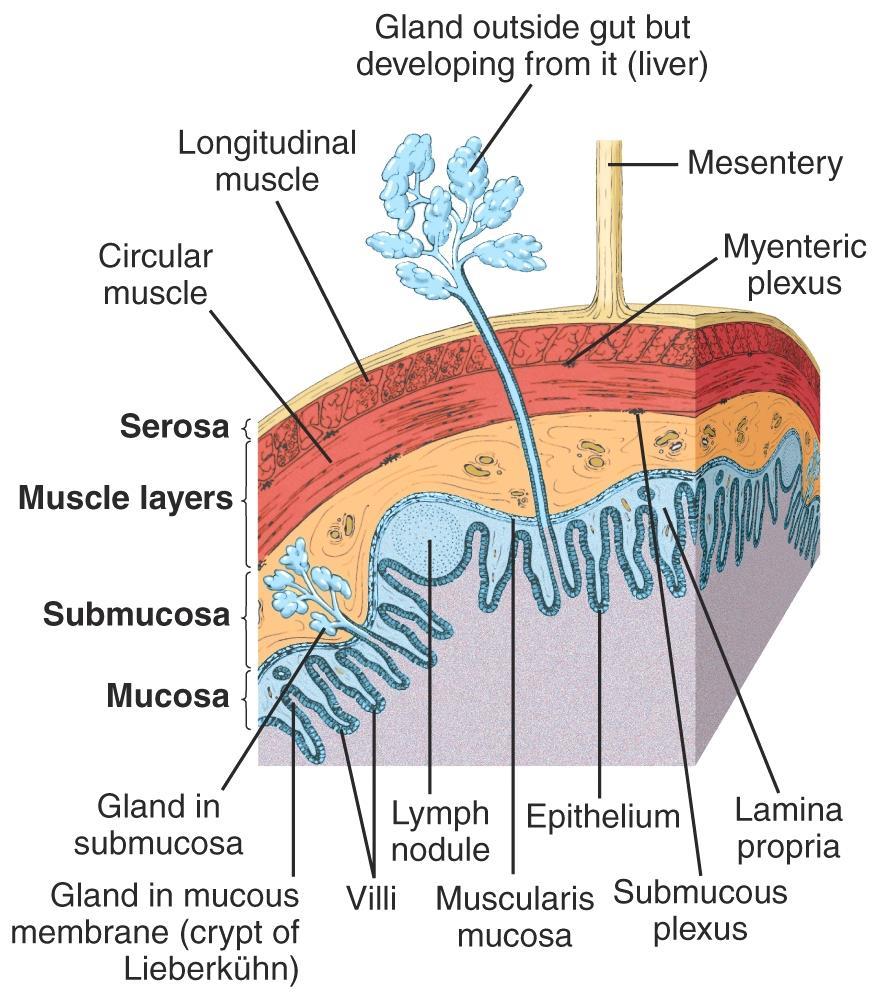 A bélben lévő autonóm idegrendszer = Auerbach-féle plexus neuronok sejttestjei belső körkörös külső hosszanti = Meissner-féle plexus neuronok sejttestjei 10 8 neuron (~ gerincvelő neuronjai) sokféle