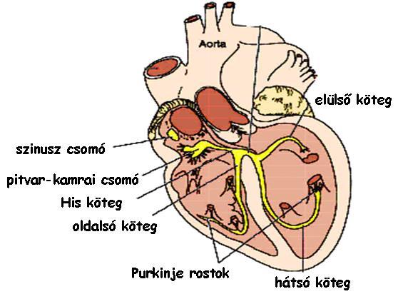 A keringés és a szívműködés