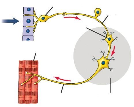 inger Az idegi kapcsolatok szerveződése érző idegsejt inger receptor átkapcsoló sejt (interneuron) érző idegsejt végrehajtó sejt (projekciós neuron) végrehajtó idegsejt központi idegrendszer