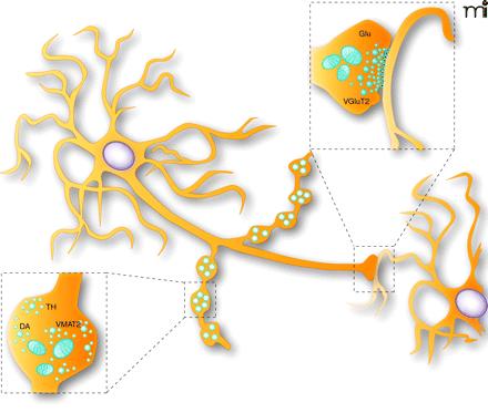 Kémiai ingerületátvitel dendritek szinapszis: transzmitter felszabadulás helye az axonvégződésnél sejttest dendritek varikozitás: