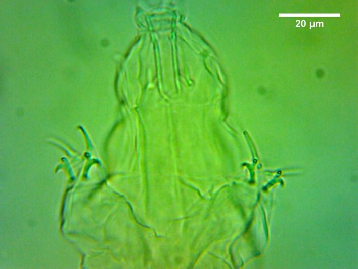 118 Vargha: Milnesium tardigradum 3 4 5 6 7 8 3.