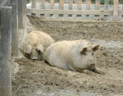 Mangalica