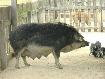 mangalica