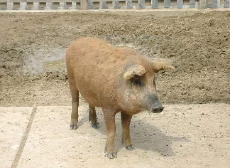 vörös