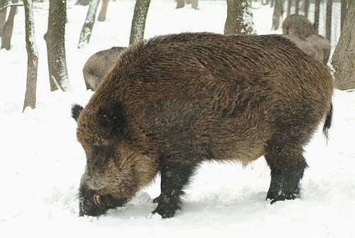 . Növényevő vadállatok Vaddisznó (Sus scrofa) A legyengült