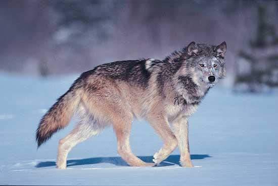 . Ragadozók Szürke farkas (Canis lupus) Agyvérzés esetén farkas agyát kell üstben megpirítani és megenni.
