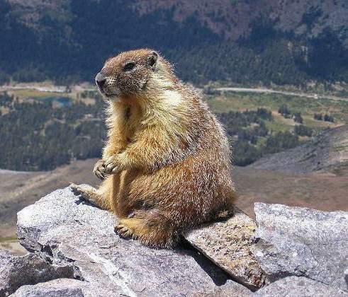 Mormota (Marmota sibirica) 1.