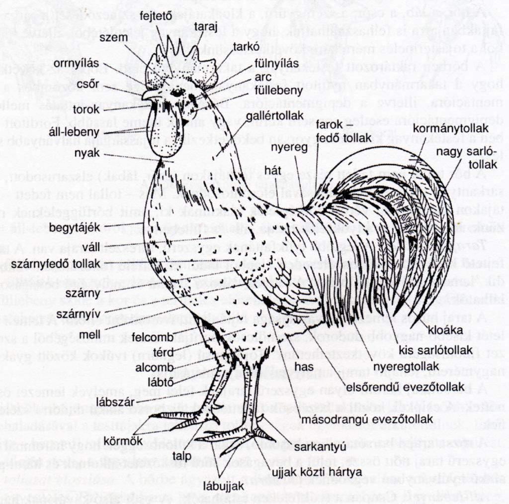 A tyúk