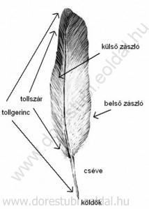 A toll szerkezete A cséve alapján elvékonyodik, és a kerekded nyílással bíró alsó köldököt (umbilicus inferior) képezi, amely a tolltüszőbe illeszkedik.