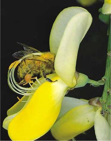 Zoofilia-Méhvirágok