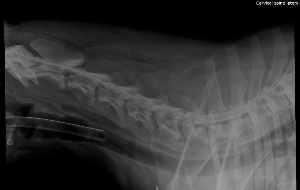 2) Sunny 2016.02.03-án érkezett Sunny öt éves, kan, dobermann kutya az Állatorvostudományi Egyetem klinikájára.