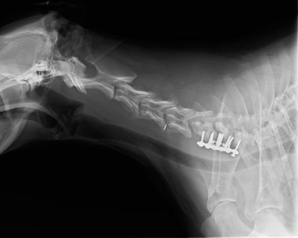 19. ábra: Kontroll röntgen, Ares Két hónappal a beavatkozás után készült felvétel. A csigolyák nem csontosodtak össze és ennek folyamatára utaló jelek sem láthatók.