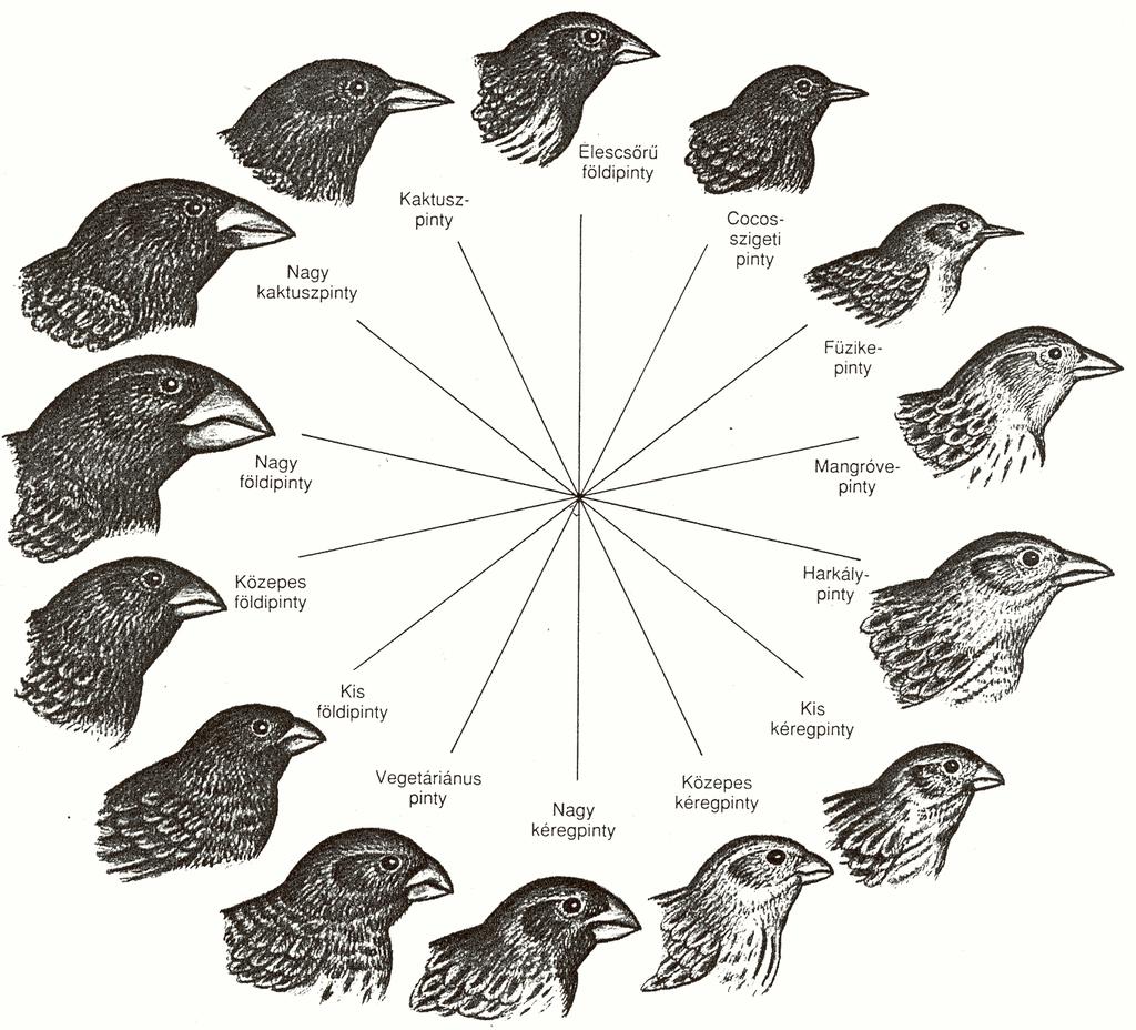 Niche differenciáció (Galápagos pintyek) Környezeti szemcsézettség (grain) Fajok csomagolása,