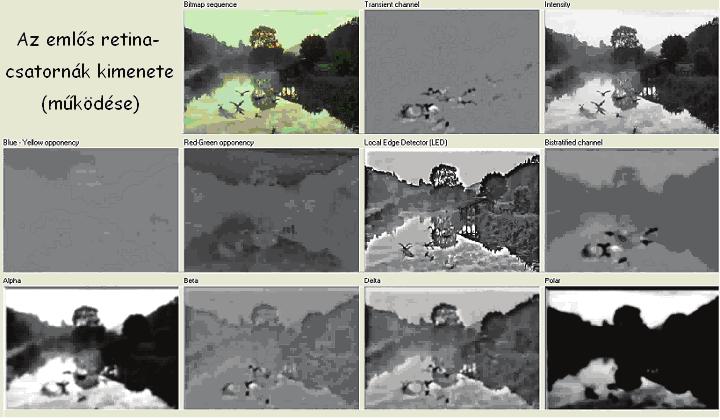 VIZUÁLIS FIGYELEM MODELLEZÉSE 11 leolvasható a csatorna kimenetekről (él-szűrés, mozgás-szűrés, intenzitás és két szín opponencia csatorna), a maradék öt funkciója azonban olyan értelemben