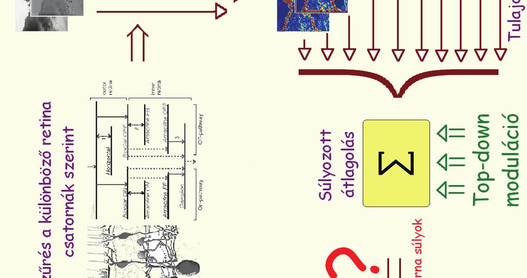 Első lépésként a bejövő kép felbomlik az egyes retina csatornák szerint,