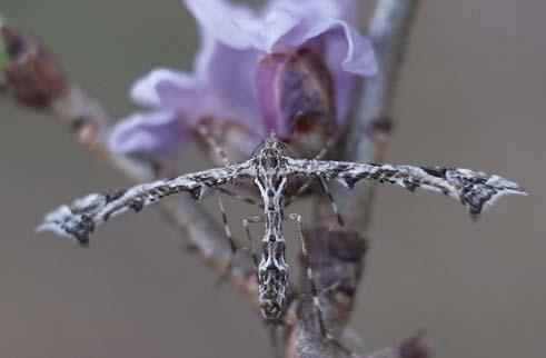 4 microlepidoptera.hu 2. (201