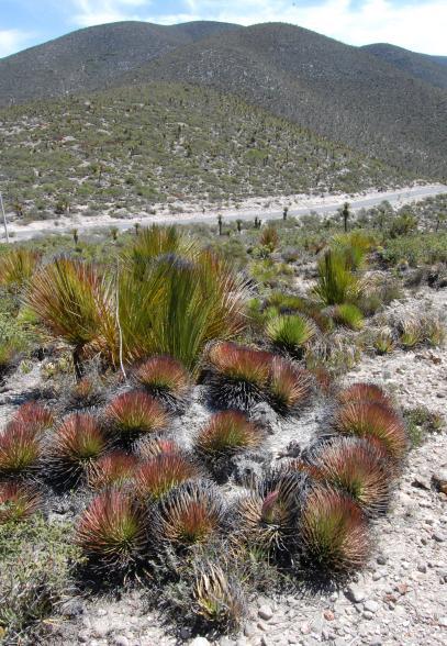 10 5. Ferocactus gracilis subsp. gracilis és Fouquieria 6. Pachycormus discolor. (Idria) columnaris. Catavina, BC. Rosarito, BC. 7. Agave striata. Santa Rita del Rucio, SLP.