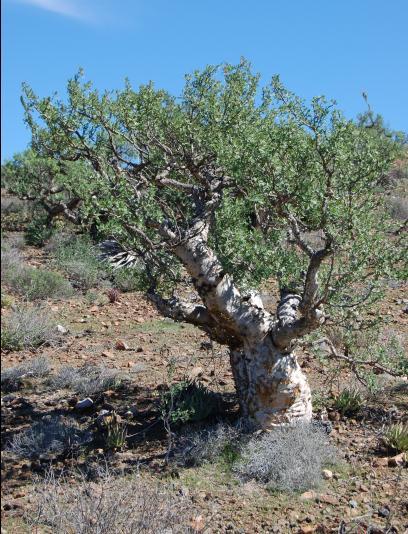 Kevésbé szukkulens a Bursera hindsiana. Pálmák közül az itt őshonos Washingtonia gracilis és a W. sonorae, W. filifera fajok, az Erythea armata, E. edulis jellegzetesek.