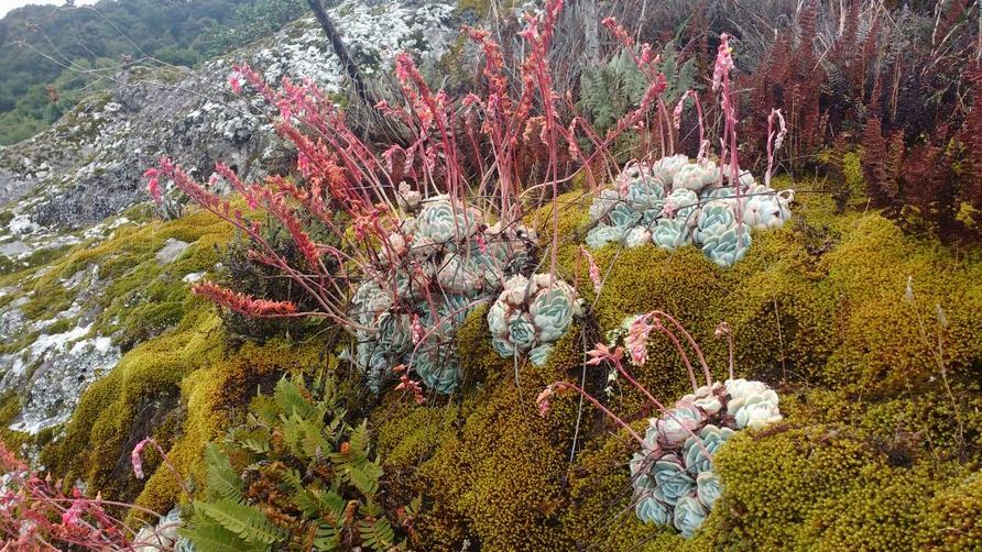 Kép: A. Lau Jellegzetesek a Pachyphytum (pl. P. hookeri, P. oviferum) és a Hetchia (pl. H. desmetina, H. ghiesbreghtii) fajok is.