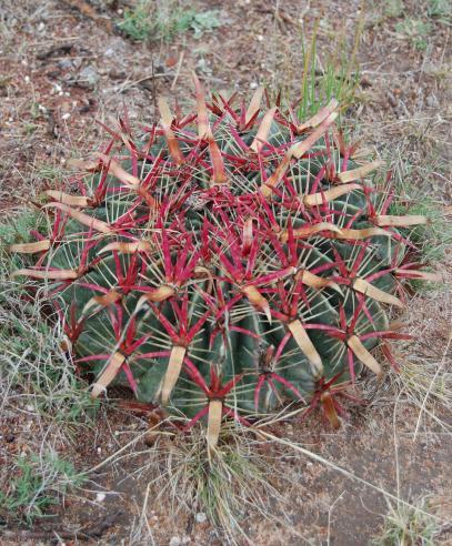 14 12. Ferocactus latispinus. Ahorcados, GTO. Kép: Tóth Norbert jutást. Ez nem nagytermetű, de rendkívül sűrűn növő, igen szúróshegyű, keskenylevelű faj.