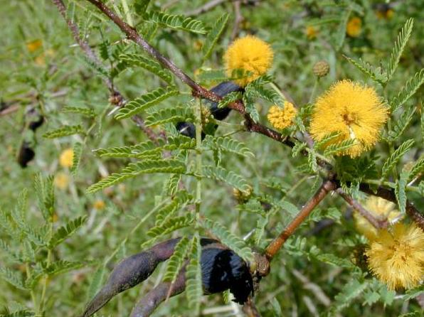 15 Tovább haladva dél felé, az orgonasípszerű Lemaierocereus és Pachycereus fajok, de még inkább a Myrtillocactus geometrizans alacsonyabb kaktuszerdei határozták meg a táj képét.