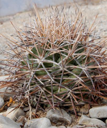 Továbbra is jellemző a Beaucarnea stricta és a különféle kaktuszok és szukkulensek, többek között pl.: Cephalocereus hoppenstedtii, Сylindropuntia imbricata, C.