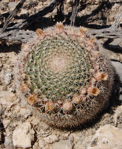 Mammillaria grusonii. El Hundido, COAH. Cerro Bola, COAH. 13-14-15. kép Tóth Norbert Jellegzetes még többek között az Agave guiengola, A. nizandensis, A. atrovirens, a Beaucarnea stricta, B.