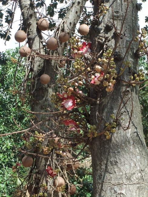 16 tüskékkel felfegyverzett Acacia cornigera cserjéje. Jellegzetes még az ún. mezkit, ez a sárga porzó-pomponos virágú Prosopis juliflora. Piros hüvelytermései is igen szépek.