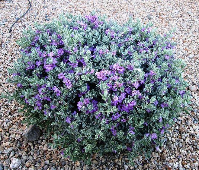 Észak- és Közép-Mexikó tövises erdeinek jellegzetessége a kutyatejfélékhez (Euphorbiaceae) sorolt alig egyméteres sárkányvér, vagy bőrnövény, a Jatropha cuneata.