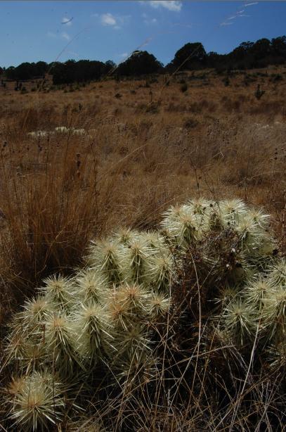 19 23. Cylindropuntia tunicata. 24. Cylindropuntia imbricata. San Felipe, NL. Kép: Tóth Norbert Kép: Sarkady Gyula. 25.