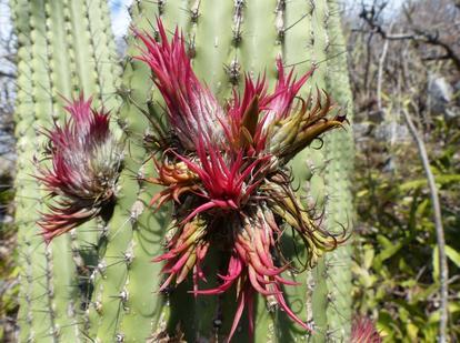 20 27. Tillandsia ionantha kaktuszon. sárgatövises O. tuna, az O. tomentosa, а Сylindropuntia imbricata, a kerítésnek ültetett Cereus peruvianus, továbbá az Agave americana.