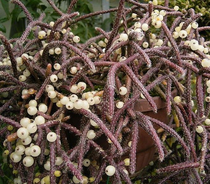 21 29. Hylocereus undatus kőfalon. 30. Selenicereus hamatus virága.
