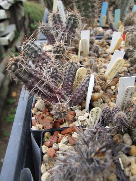 25 4. Austrocactus sp. SAR3221 a 2014. 4. vetésből, oltva 2014. 6. Tűzdelve 2014. 9., 2015. 10. havi képe.