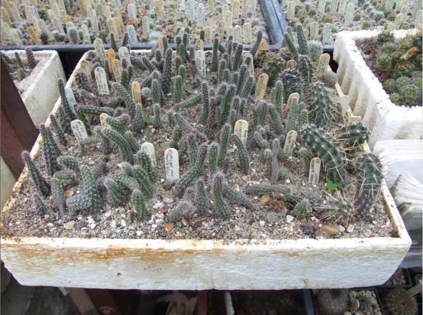 26 7. 2015-en vetett, 2016. májusban tűzdelt Austrocactusok 8. 2015-ben oltott, sarjfogásra szánt Austrocactus meggyökereztetett állománya 2016. októberben. törzsállomány 2017. júliusban. nézve.