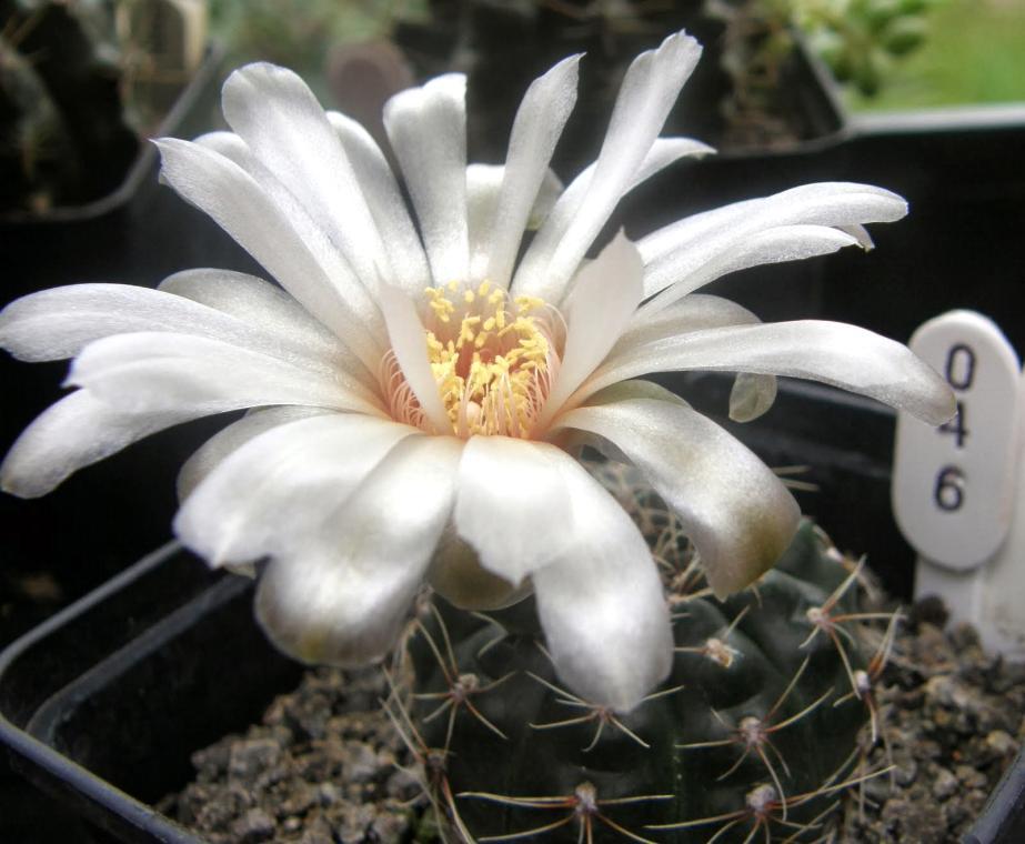 6 3. Gymnocalycium rosae H. Till. 1995.