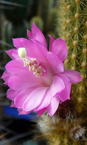 Pilosocereus tillianum R. Gruber és Stefan Schatzl, 1982.