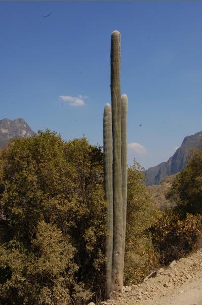 9 1. Cephalocereus senilis.