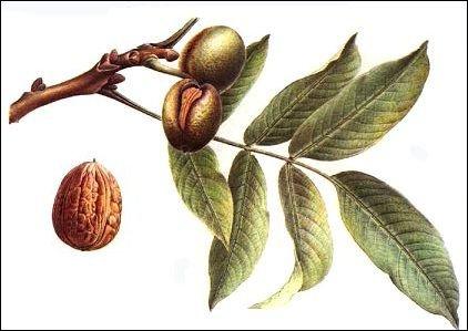 Shen), gekkógyíkot (Ge Jie), Lycium gyümölcsöt (Gou Qi Zi), Psoralea gyümölcsöt (Bu Gu Zhi), Poria gombát (Fu Ling), Eugenia virágot (Ding Xiang), Astragalus gyökeret (Huang Qi), som gyümölcsöt (Shen