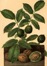 A gyógyszerészek hivatalosan Folium juglandis-nak nevezik a diólevelet (találkozni Juglandis folia névvel is), és Semen juglandis-nak, vagy Fructus-nak a dióbelet.