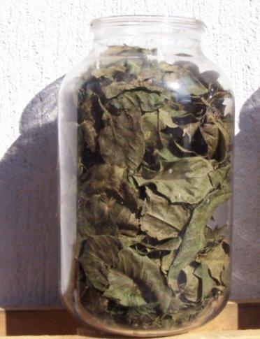 Diólevél-tea többféleképpen készíthető. A különböző receptekben általában a száraz diólevél súly szerinti mennyiségét adják meg. Ha friss, zöld levelet használunk, nyugodtan vegyük a négyszeresét.