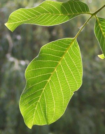 A diólevél-tea gyomor- és bélbetegségek kezelésére, hasmenés és székrekedés ellen egyaránt jó. Tehát az emésztési zavarokra. Általában rendbeteszi a rendellenes gyomor- és bélműködést.