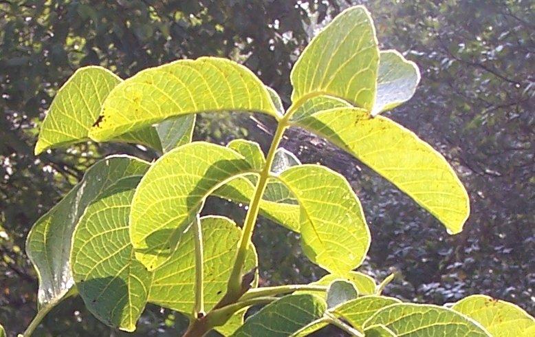 Gyerekeket gyógyított erős főzettel, skrofula (görvélykór) ellen, továbbá fekélyeket, szemsebeket kezelt, borogatás formájában. Erős főzetet is használt és szirupot is, napi 2-5 kezelést alkalmazva.
