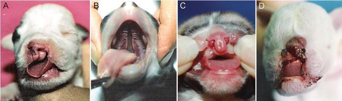 Chelio-gnatho- palatoschisis előfordulása és terápiája kutyában és más  állatfajokban. Készítette: Gönczy Anikó Témavezető: Dr. - PDF Free Download