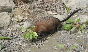 nutria, nyúl, pézsma ragadozó állatok: macskafélék, menyétfélék