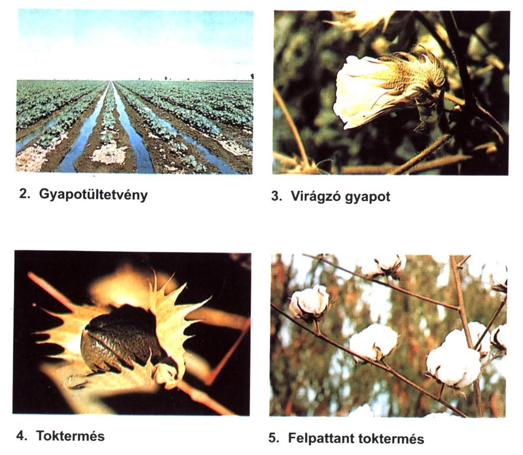 A gyapotcserje fejlődése, termése gyapot-ültetvény a gyapot virága gyapot