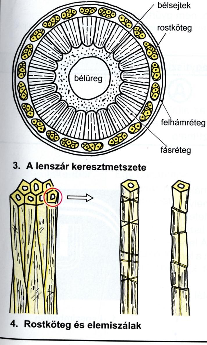 A lenről vázlatosan lenrost-köteg rostköteg háncsréteg lenkóró keresztmetszete a rostköteg és elemi-szálasanyag - háncsrost, az alkalmas rostok főként