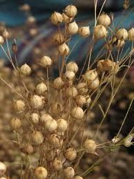 mikrofibrilla elemi sejt