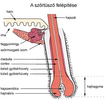 hámréteg A gyapjúszál fejlődése a szálak a szőrtüszőkben levő hajhagymasejtek szaporodásából fejlődnek ki a gyapjúszálak pászmákban nőnek; több egymás melletti szálcsoportot kötőszálak